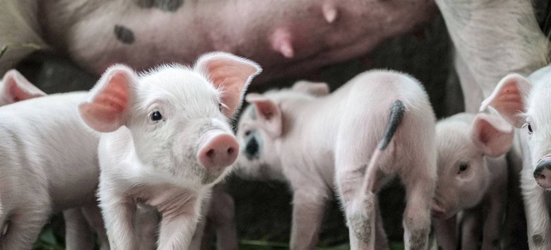 veganismo-salvar-planeta