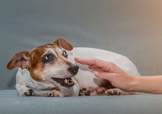 ¿Cómo calmar un perro con ansiedad?