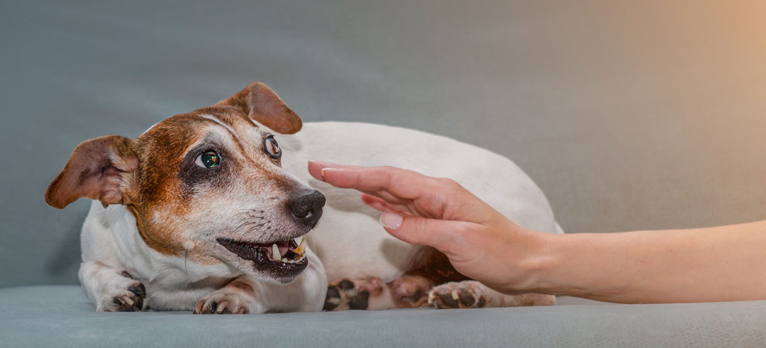 ¿Cómo calmar un perro con ansiedad?